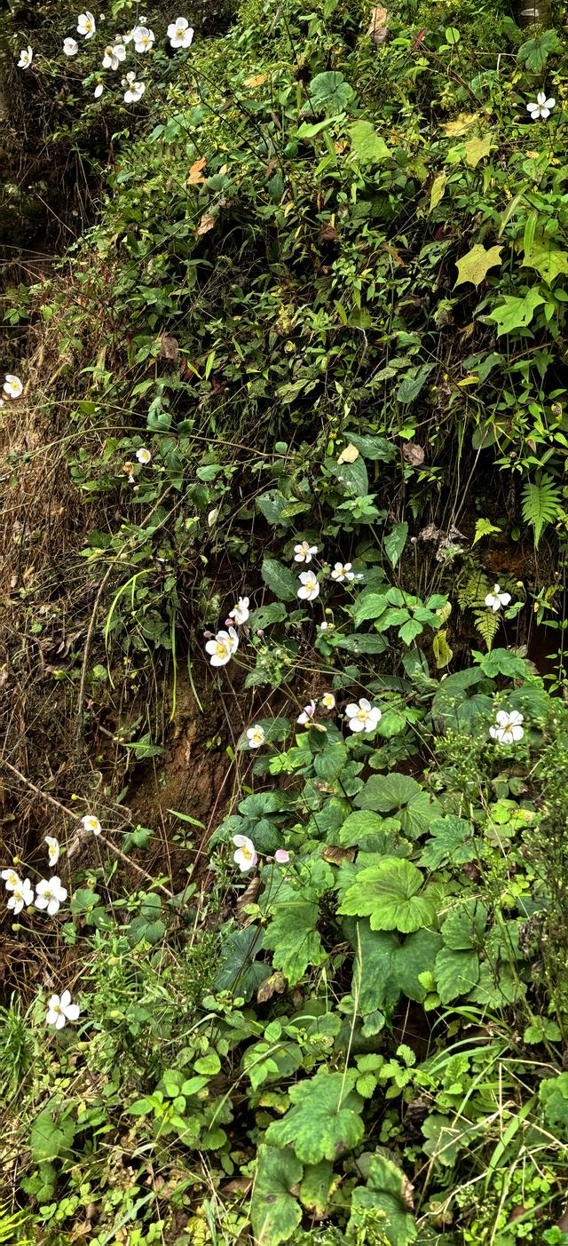 野棉花的几分侘寂