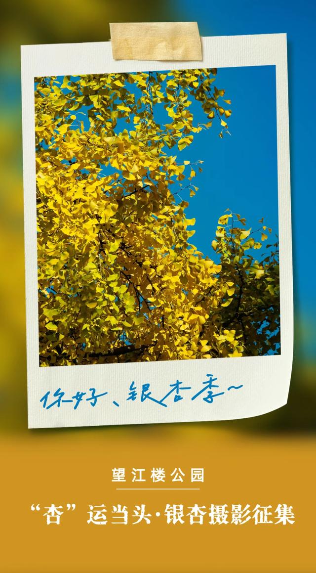 银杏黄了，太阳暖了，武侯在等你