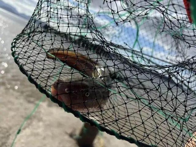 做了20多年房地产，北京姑娘不干了，跨越2800公里来浙江无人岛上班：螃蟹管够，沙鳗钓到手软