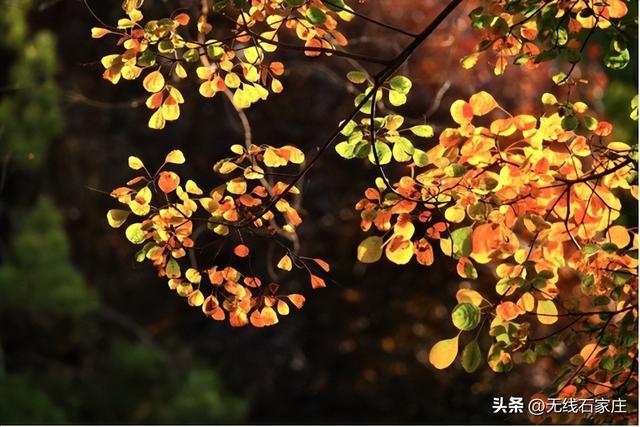 一叶知秋！2025年石家庄市城区赏秋指南来啦 这些地方别错过