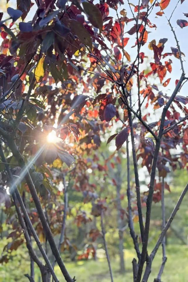 太原市迎泽区：府城漫步｜满城色彩绘就秋日画卷