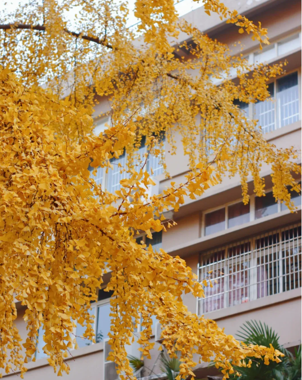 成都周边“天花板”级的银杏园，闯进金色秋日童话世界，拍照超美