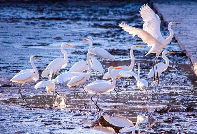 金秋时节:敦煌党河风情线上白鹭翩跹