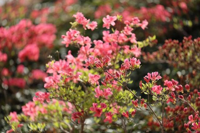 满山遍野的映山红