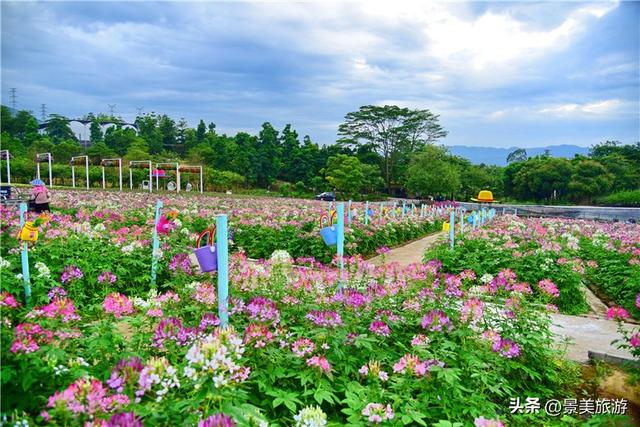 国庆邀约佛山卡玛花世界：在诗词花海中寻觅秋日情绪价值