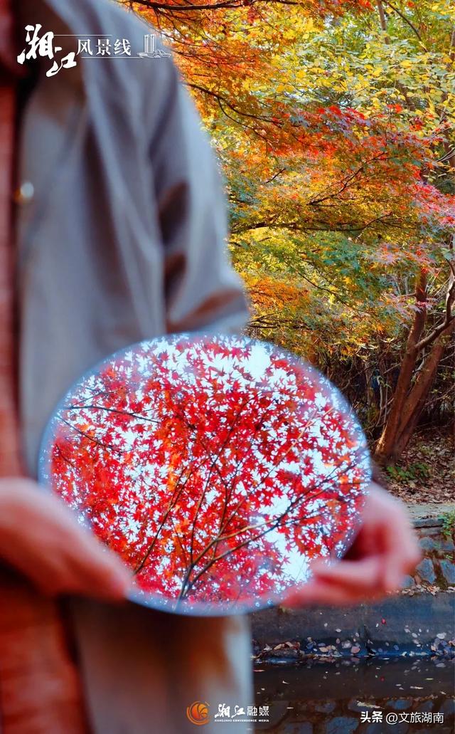 红了!湖南“追枫”地图更新