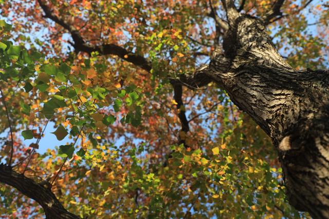 到柳东龙湖，走进一季的“黄橙红绿”→
