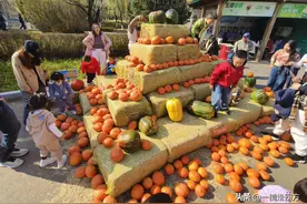 长影世纪城用20万只真南瓜打造欢乐“南瓜节”（下）图片