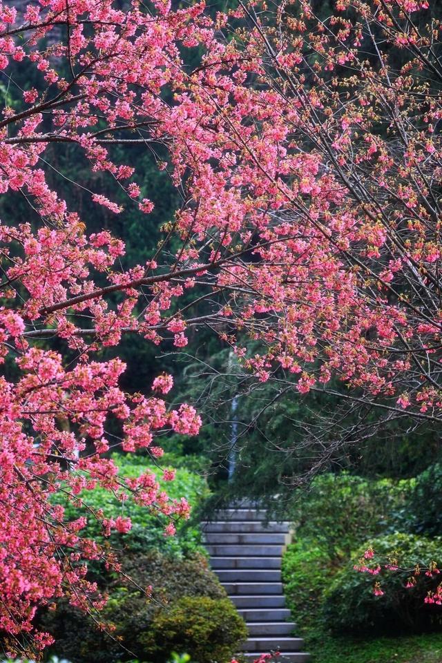 赏花何必等春！这个冬天，成都花儿都开men了→