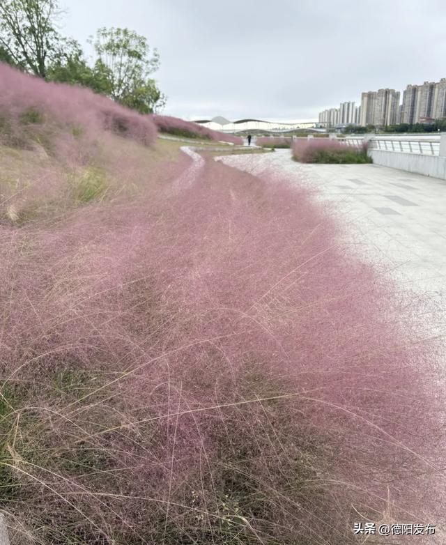 好美!已到最佳观赏期!又被德阳圈“粉”了
