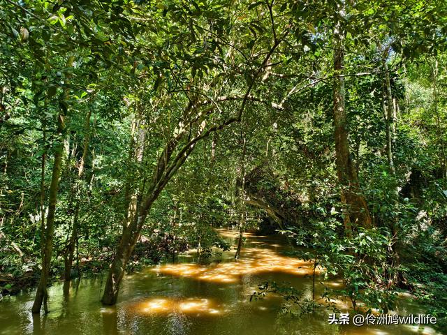 马来西亚(32)砂拉越州⑥世界遗产尼亚洞窟探险