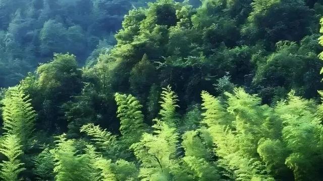 地名里的重庆 | 长寿但渡镇，龙溪薄雾绕，黄草藏清幽