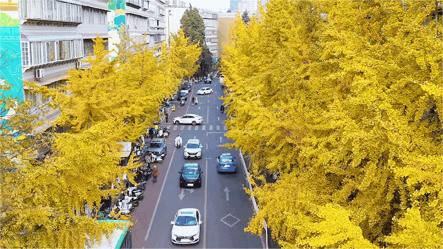 飞阅五华•“杏”运来袭|“云”上赏杏，快来Pick你最心动的“杏”运时刻