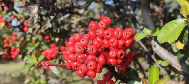 红满枝头!凤鸣公园火棘果红,你来与不来美就在那里!