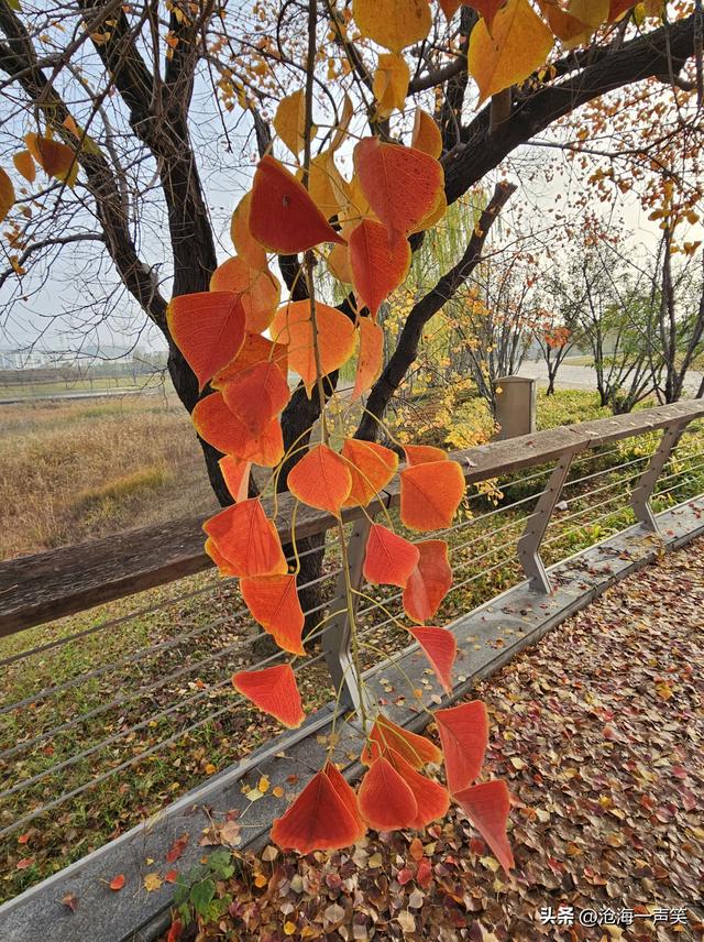 风景如画的乌桕叶，一世情缘，美不胜收，不容错过!