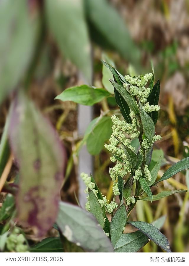 我家狗吃屎那天我的影像记录中