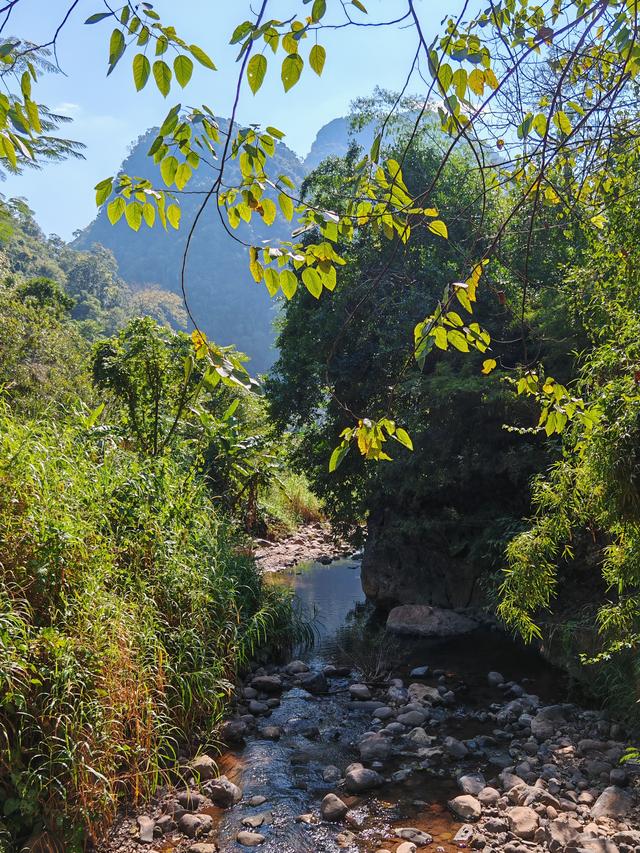 侧耳听鸟语，放眼觅花魂——游勐远仙境