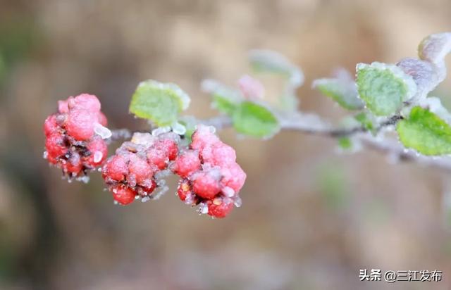 绝美!三江大塘坳惊现“琉璃仙境”!