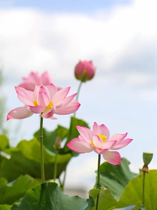 大理周边游｜解锁夏日限定“荷”颜悦色