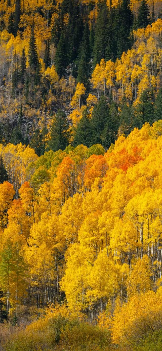 壁纸｜来去都是自由风 好运自会与我重逢