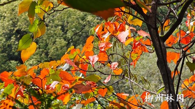 柳州市雀儿山“红”了！