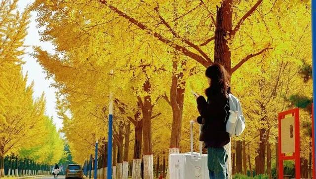 满目金黄，来杨凌赴一场“鎏金之约”！