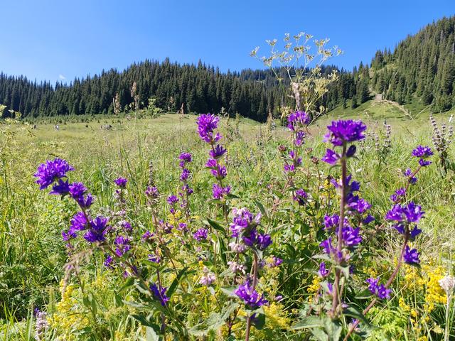 北疆行⑮——环游赛里木湖（下）