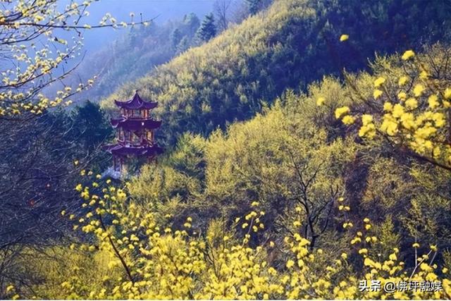 冲！2026佛坪茱萸花海踏春跑报名火热开启