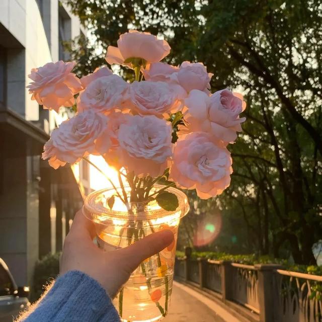今日文案｜浪漫主义者都是暗处迎盛阳的玫瑰