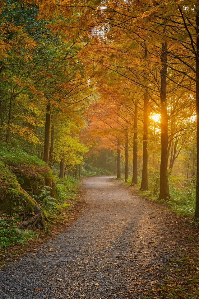 成都周边一日往返，6个小众不废腿的彩林秘境，0门票！