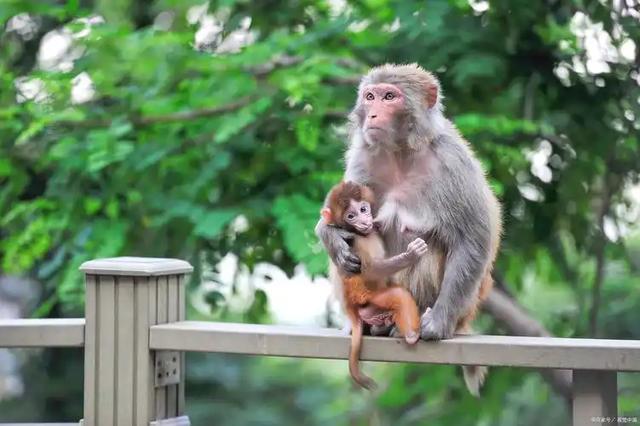 伤害1只也不行!2024年女游客徒步比赛被抓咬,十余只持续3分钟