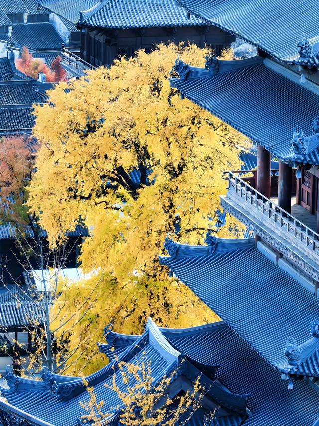 留着打卡！寺庙与千年古杏更配，每一张都是大片！