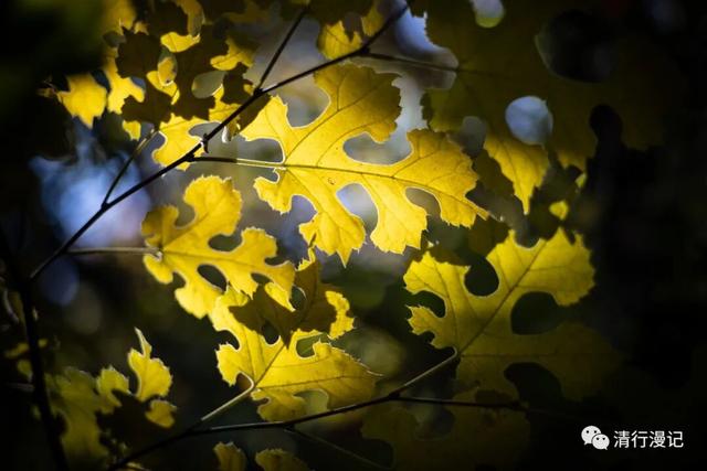 京郊游之坡峰岭