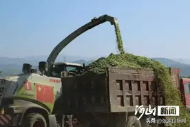 张家口东望山乡：青贮玉米获丰收 订单农业稳增收图片