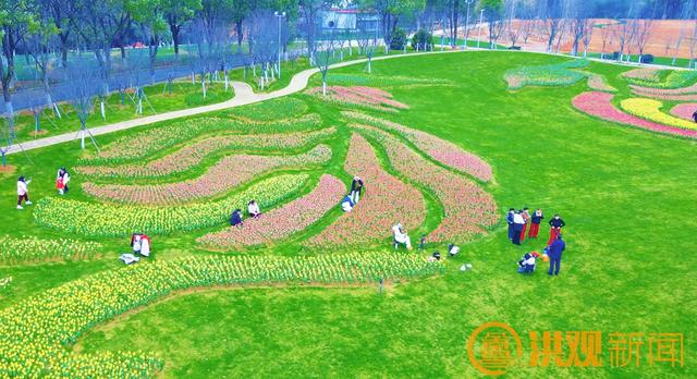 美成画！南昌凤凰沟花海绽放