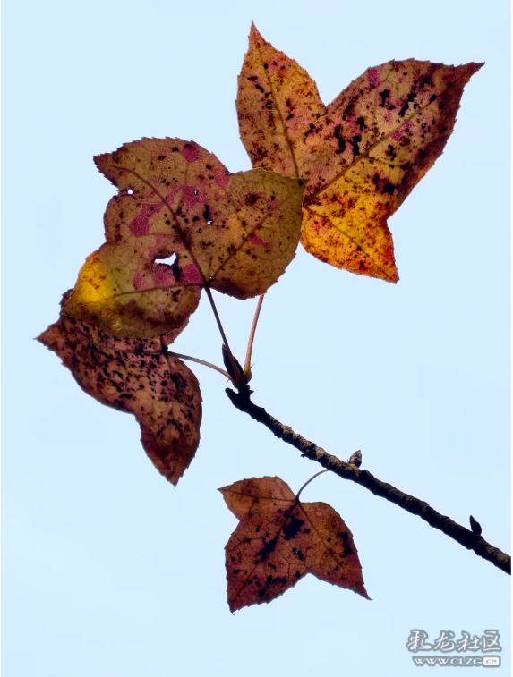 立冬 昆明植物园拾秋