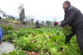 寄生虫超多的5种蔬菜，开水都烫不死，很多人还爱生吃图片