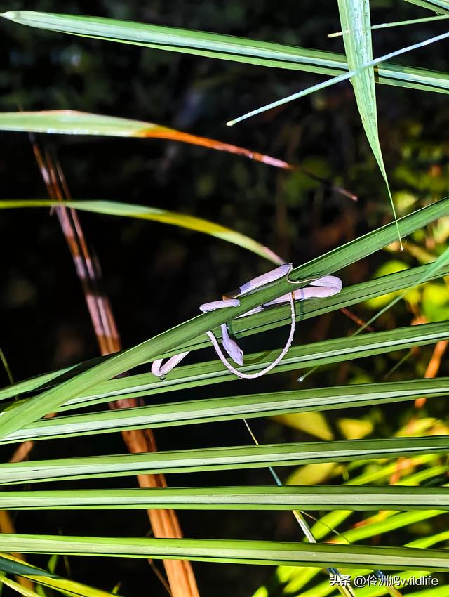 马来西亚(36)砂拉越州⑩峇哥国家公园夜间徒步体验