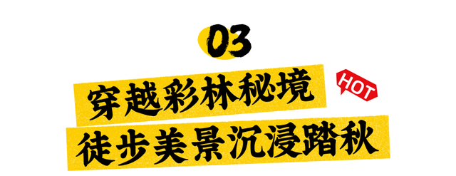 跟着赛事游随县丨大洪山顶级赏秋地更新！银杏最佳观赏期已到！
