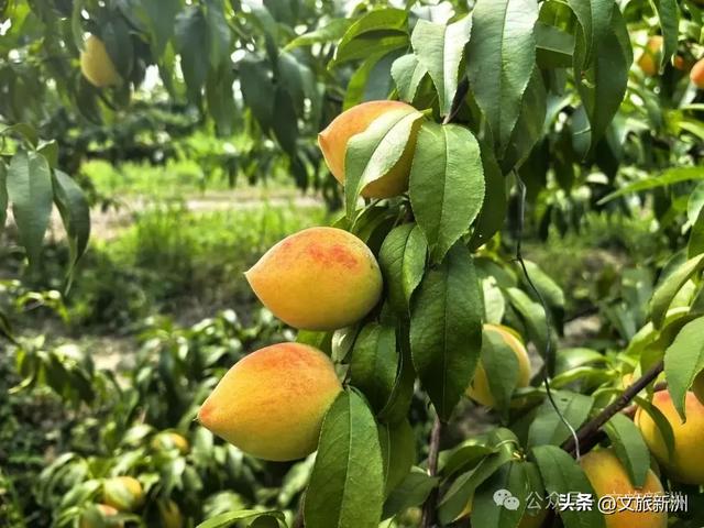 一口脆甜，一口爆汁！新洲黄桃&阳光玫瑰，承包你8月的甜蜜！