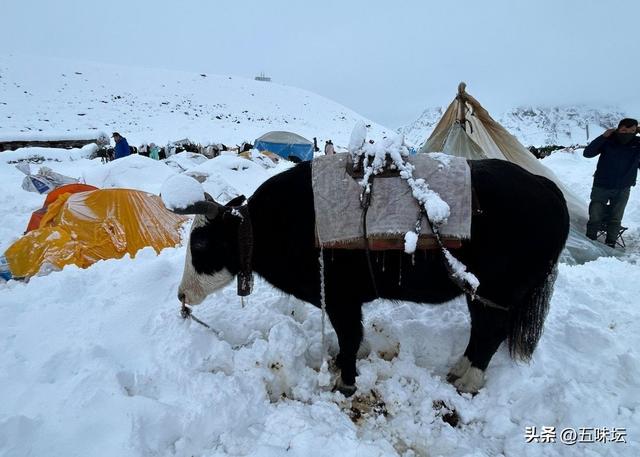 珠峰东坡遭遇罕见暴雪，登山者讲述惊险撤离经历
