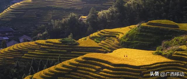 龙脊不“剪”秋，梯田收割正当时快来体验~