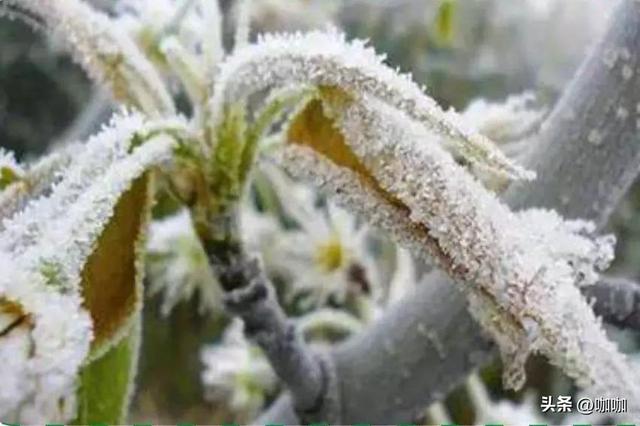 1月8号入三九，今年三九不一般，60年一遇，3大特点	，早看早知道