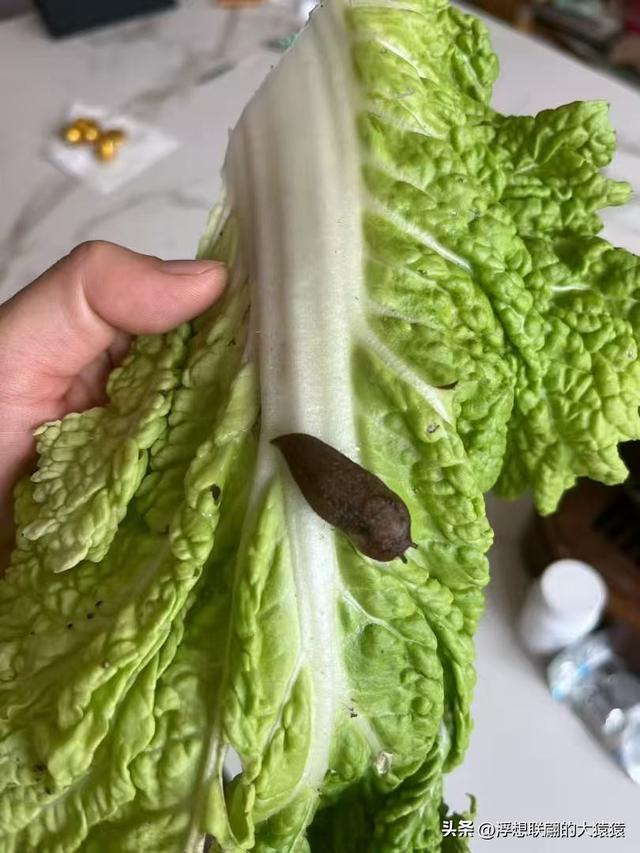 泰安肥城西陆房村里的大白菜