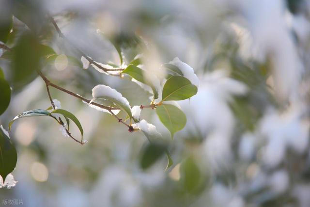 “最怕大雪是晴天	”，明日大雪	，大雪晴有啥预兆？