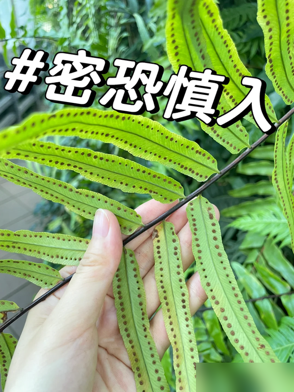 “阴花不能进阳宅”，家里若有这5种花，请赶紧“搬出去”！