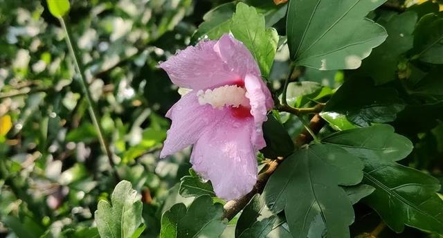 鹿泉：夏日雨后，公园里藏不住的花语