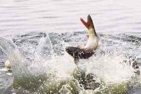 黄河每天冲鱼入海，大部分淡水鱼无法存活于海，那它们都去哪了？图片