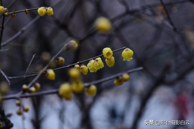 达活泉公园腊梅（美图）