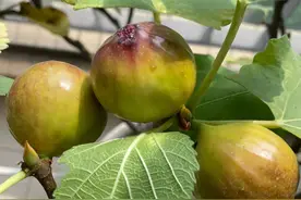 无花果光长叶不结果？3招教你四月催出满树果图片